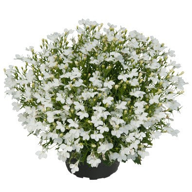 Lobelia Lobelix 'White' 3 plantor