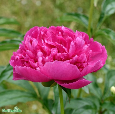 Luktpion 'Augustin d'Hour' 1st barrotad
