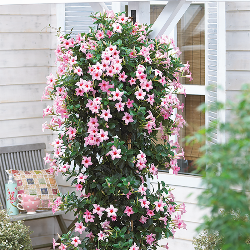 Bägarranka 'Sundaville Cream Pink' 10,5cm kruka