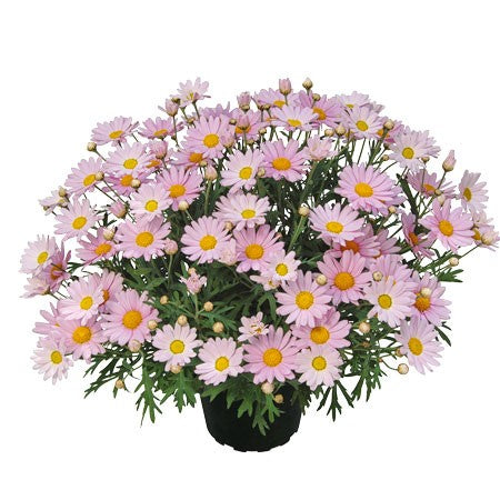 Margerit 'Lolly' - 3 plantor