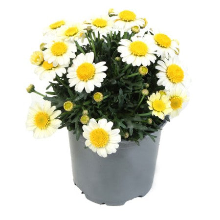 Margerit 'Simba Double Lemon' 10,5cm kruka