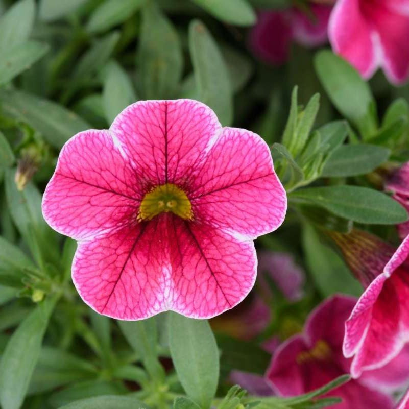 Minipetunia 'Colibri Cherry Lace' 10,5cm kruka