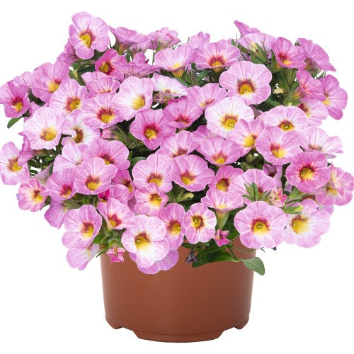 Minipetunia 'Aloha Kona Pink Blush' - 3 plantor