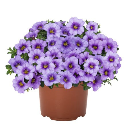 Minipetunia 'Bloomtastic Blue Sky' 10,5cm kruka