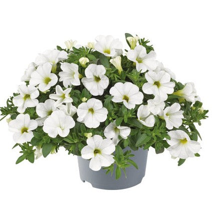 Minipetunia 'Cabaret Early White compact'
