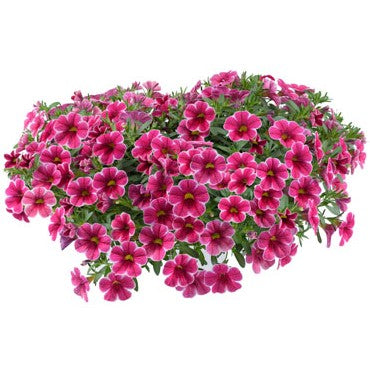 Minipetunia 'Colibri Cherry Lace' 10,5cm kruka