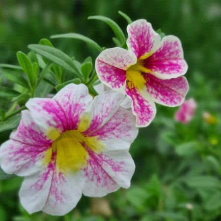 Minipetunia 'Holy Cow' 10,5cm kruka