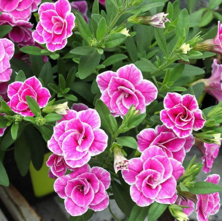 Minipetunia 'Superbells Sweet Love' 10,5cm kruka