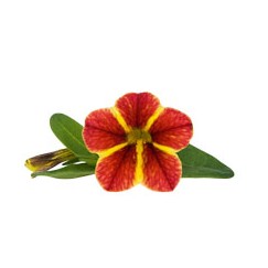 Minipetunia 'Superbells Tangerine Star' 10,5cm kruka