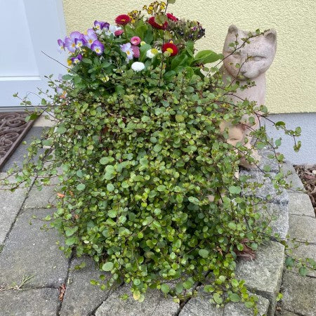 Muehlenbeckia 'Green' 10,5cm kruka