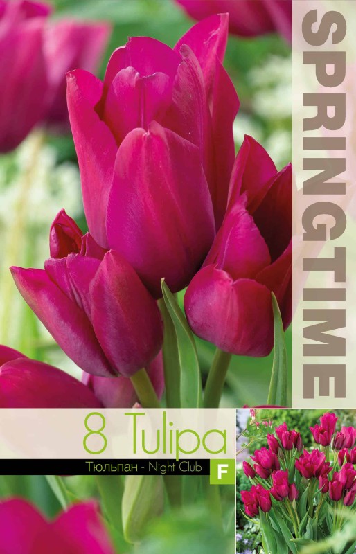 Multi Flowering Tulpan 'Night Club' 8st