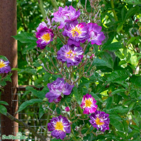 Multiflora-ros 'Veilchenblau' 1st Barrotad