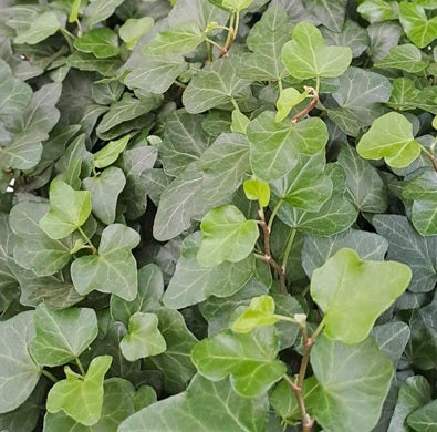 Murgröna 'Wonder' 8,5cm kruka