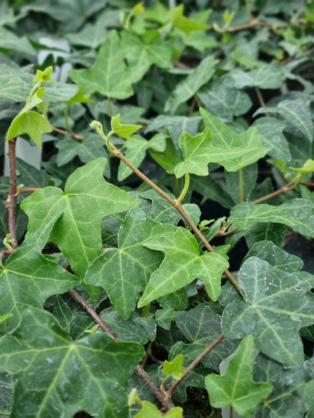 Murgröna 'Green Wonder' 10,5cm kruka