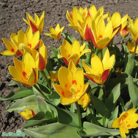 Näckrostulpan 'Giuseppe Verdi' 8st