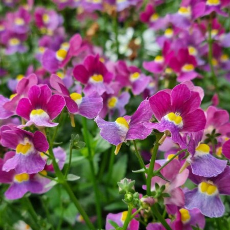 Nemesia 'Fairy Kisses Boysenberry' 10,5cm
