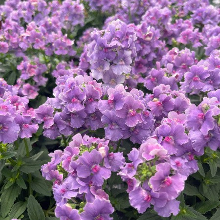 Nemesia 'Mirabelle' 10,5cm kruka