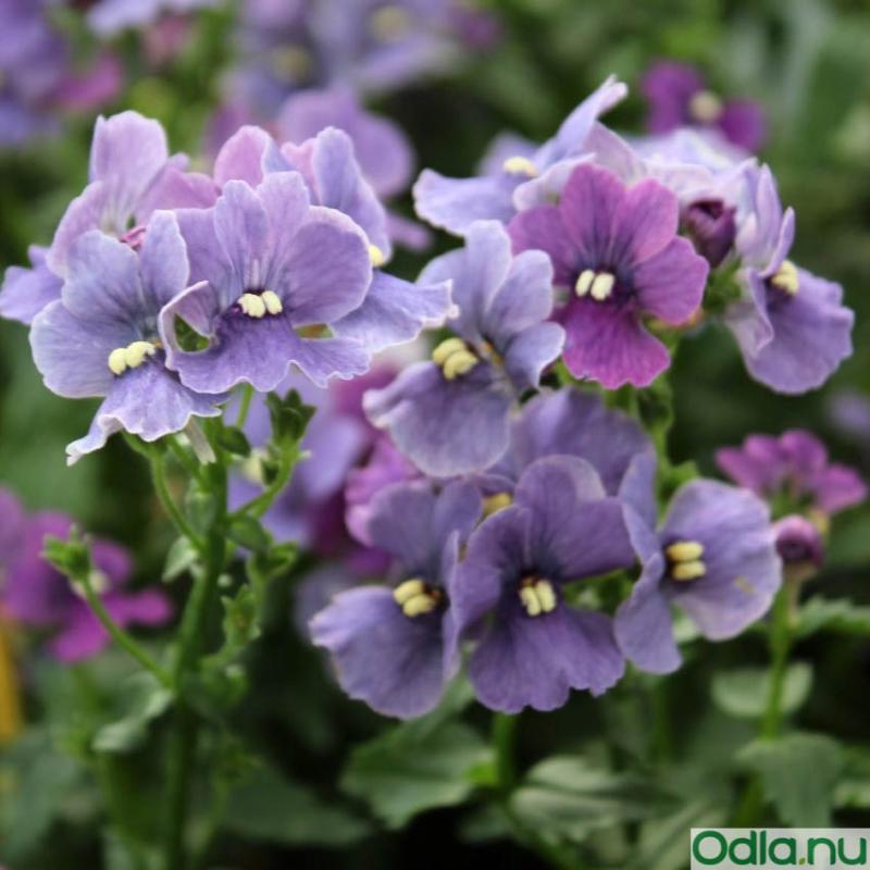 Nemesia 'Sunmesia Denim' 10,5cm kruka