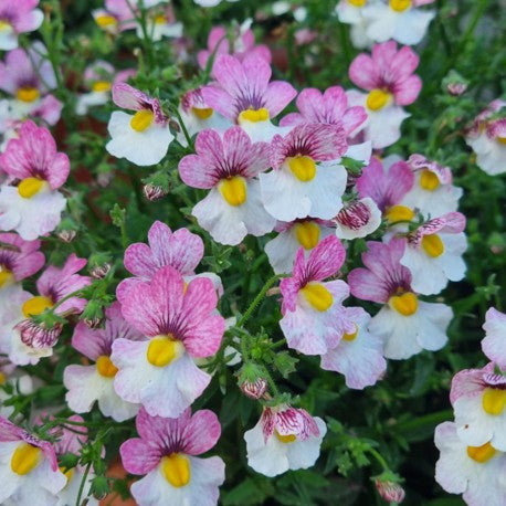Nemesia 'Plus Lychee' - 3 plantor