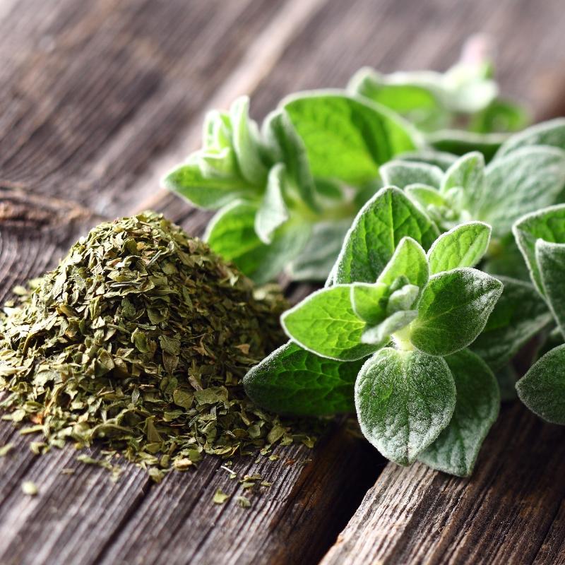 Oregano 'Hot & Spicy' 10,5cm kruka
