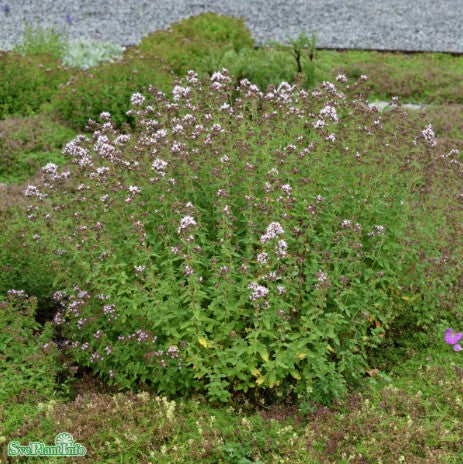 Oregano 'Compactum' 12cm kruka
