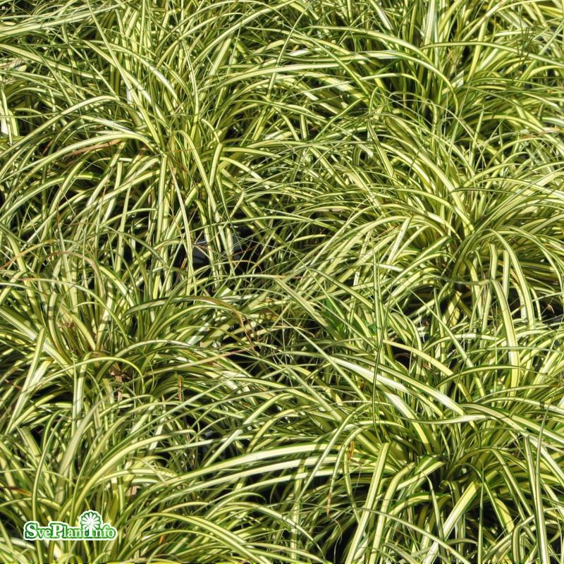 Oshimastarr 'Evergold' 12cm kruka