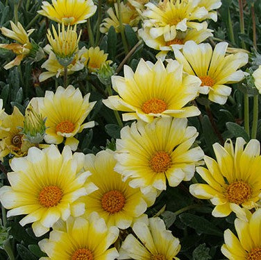 Påfågelsblomster 'Sun Stopper' 10,5cm kruka