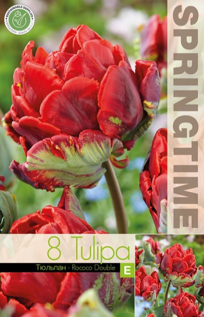 Papegojtulpan 'Rococo Double' 8st