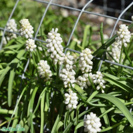 Pärlhyacint 'White Spear' 9cm kruka