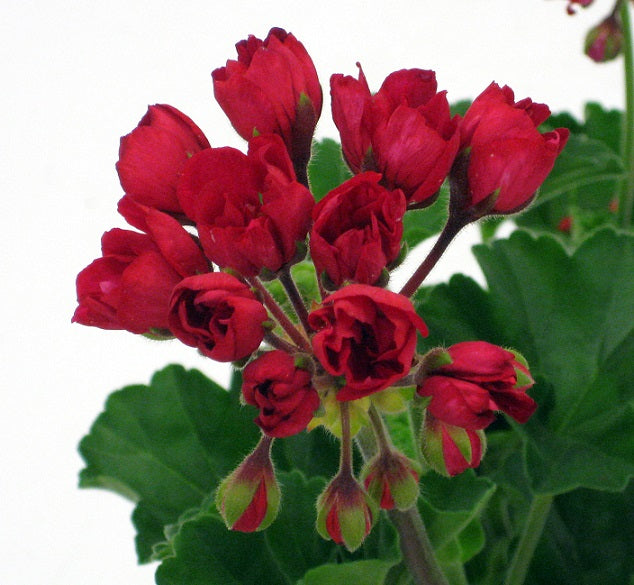 Tulpanpelargon 'Carmen' 12cm kruka