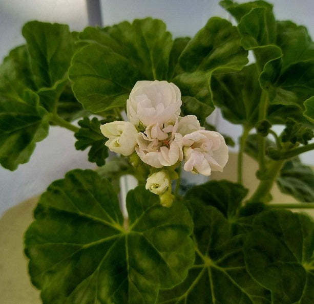 Tulpanpelargon 'Emma Vit' 12cm kruka