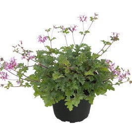 Pelargon 'Pinki Pinks' 12cm kruka