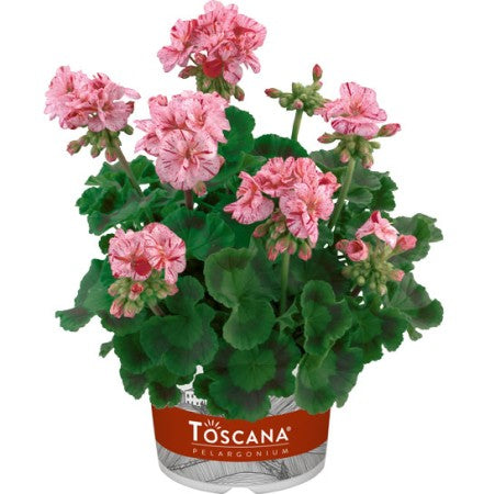 Zonalpelargon 'Flic Flac Violet Nova' 12cm kruka