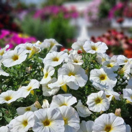 Petunia 'Beautical Pearl White' 10,5cm kruka
