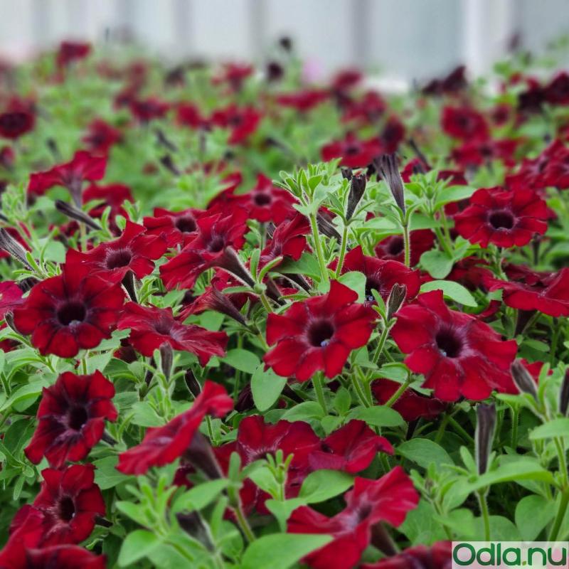 Petunia 'Chocolina' 10,5cm kruka
