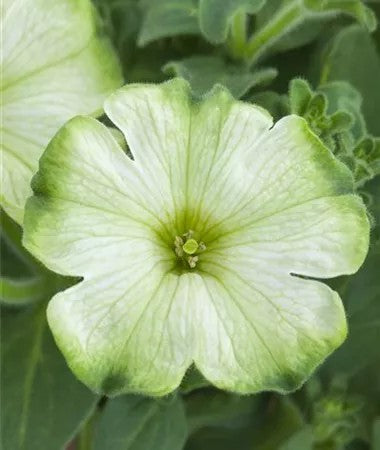 Petunia 'Fortado Special White Green Edge' 10,5cm kruka