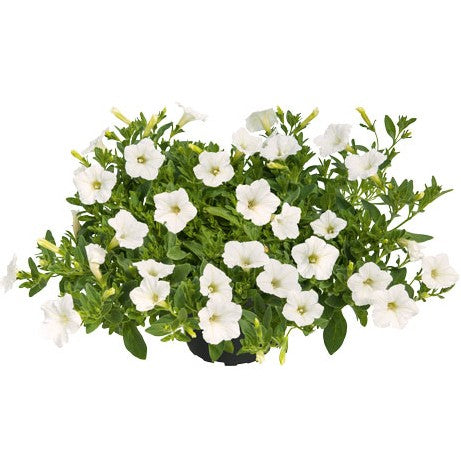 Petunia 'Mini Vista White' 10,5cm kruka