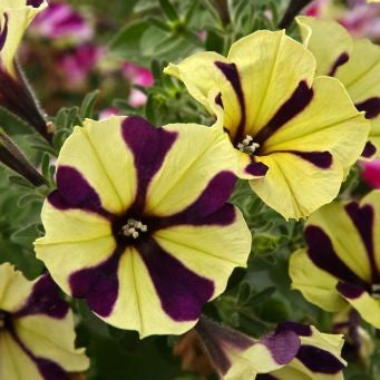 Petunia 'Peppy Bee'