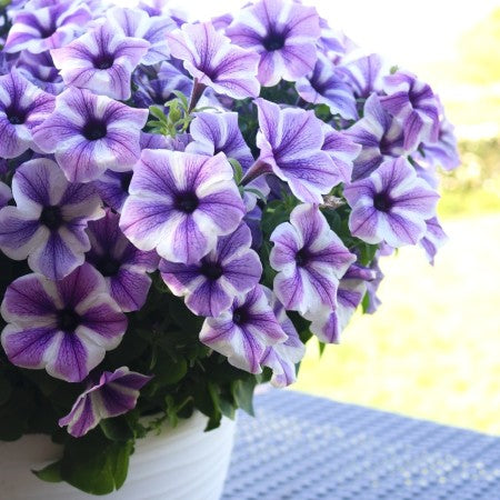 Petunia 'Peppy Starfish'