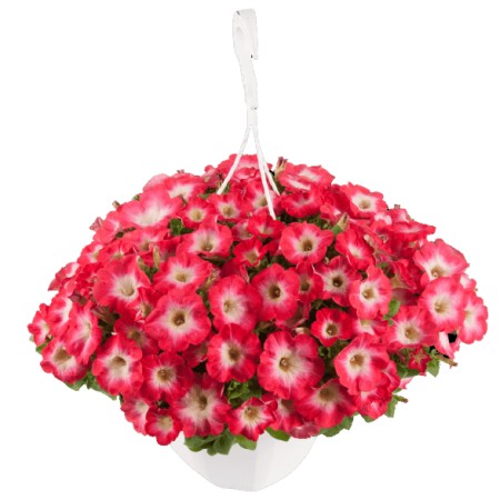Petunia 'Surfinia Coral Morn' 10,5cm kruka