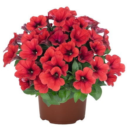 Petunia 'Sweetunia Red 2026' 10,5cm kruka