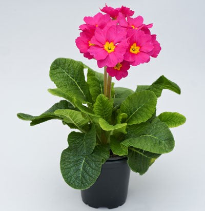 Primula 'Stella Rose' 12cm kruka