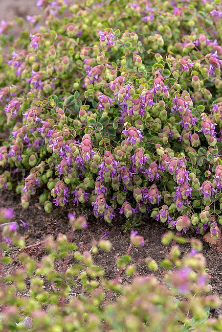 Prydnadsoregano 'Amethyst Falls'