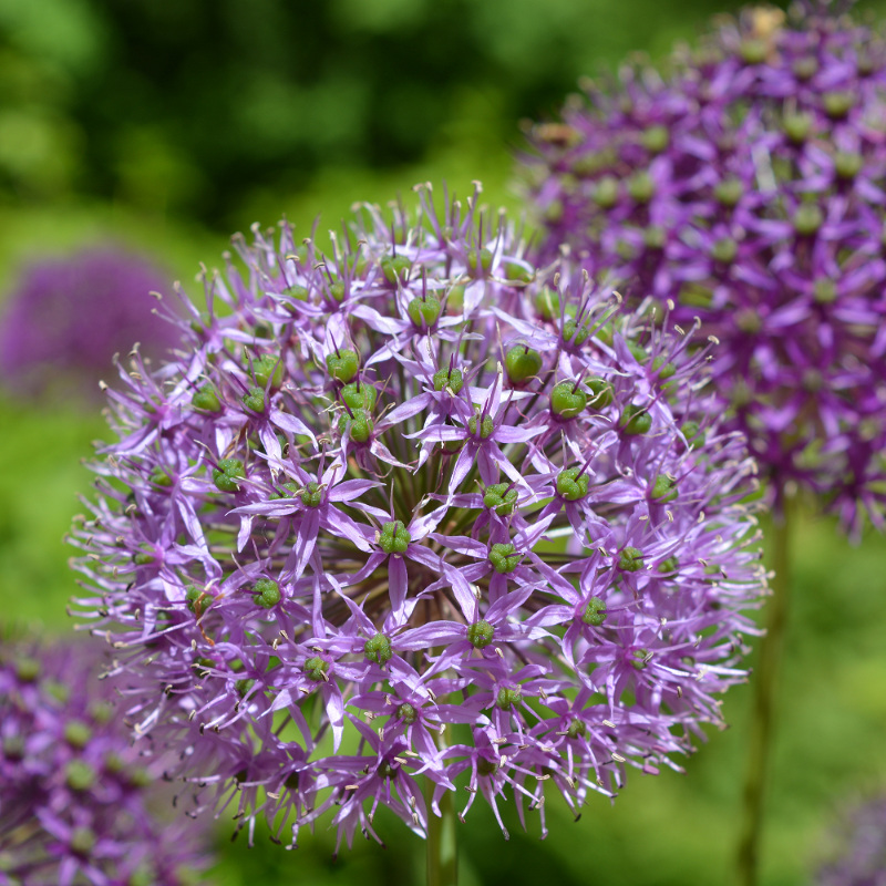Allium 'Purple Sensation' 11cm kruka
