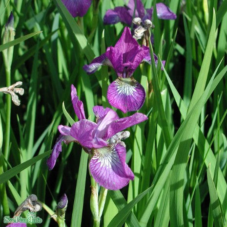 Rabattiris 'Rosy Bows' 9cm kruka