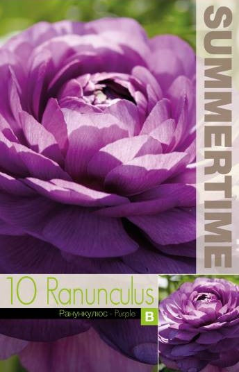 Ranunkel 'Purple' 10st