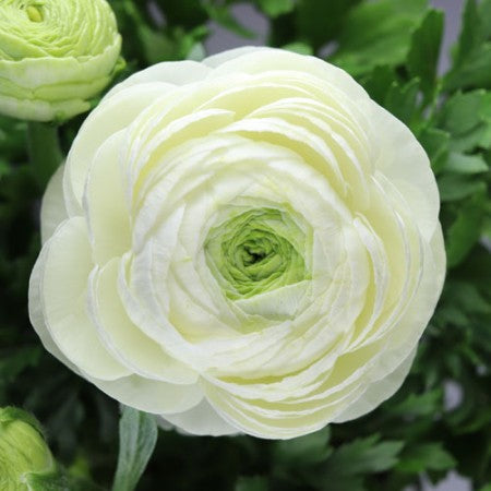 Ranunkel 'White' 11cm kruka