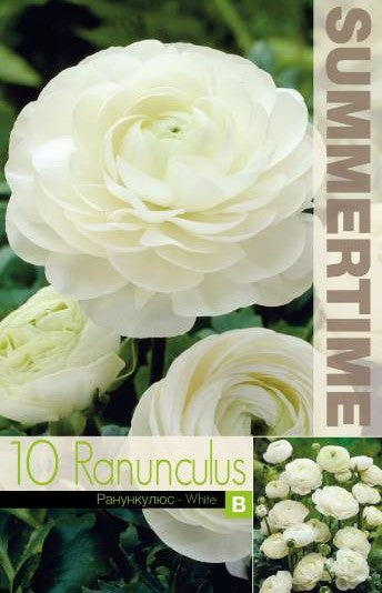Ranunkel 'White' 10st