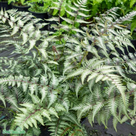 Regnbågsbräken 'Pictum' 11cm kruka