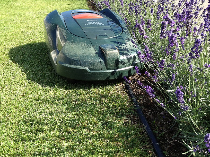 Rabattkant 'Hercules' 6 m